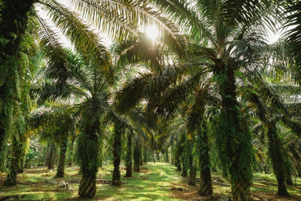 The Stories of Palm Oil’ a 5-part documentary series launched