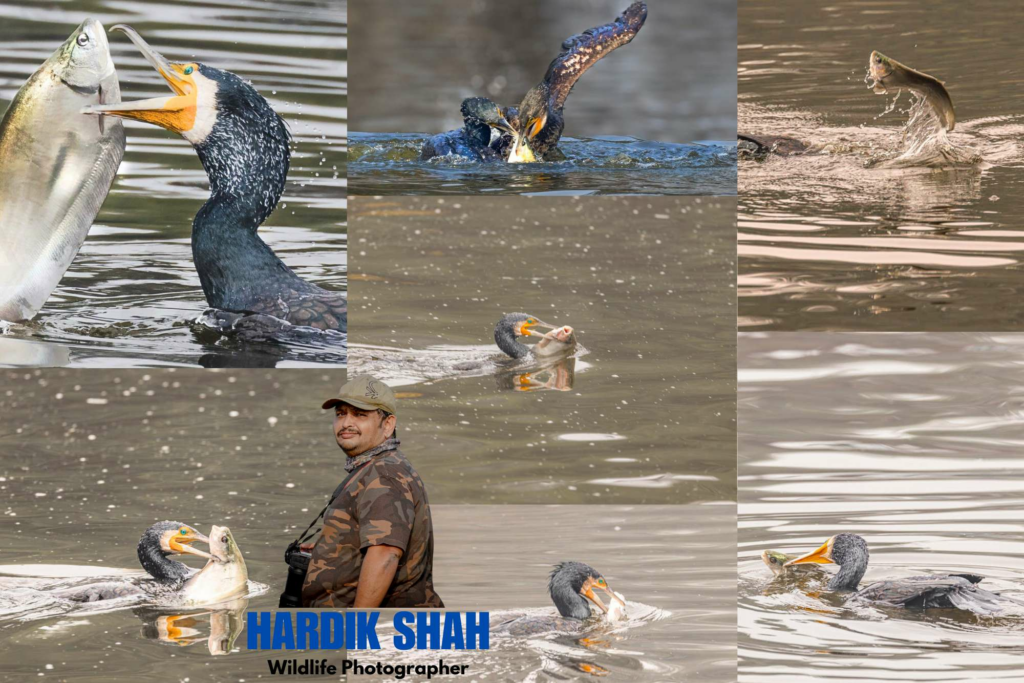 Bombay-based Wildlife Photographer Hardik Shah Captures Majestic Cormorant in Keoladeo Bird Sanctuary