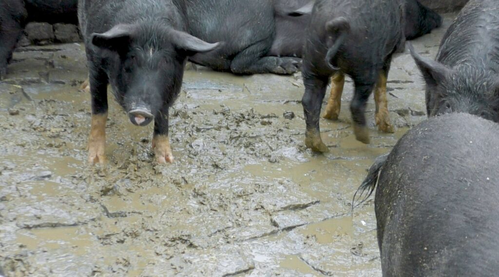 Animal Equality’s new study reveals cruelties inflicted on pigs