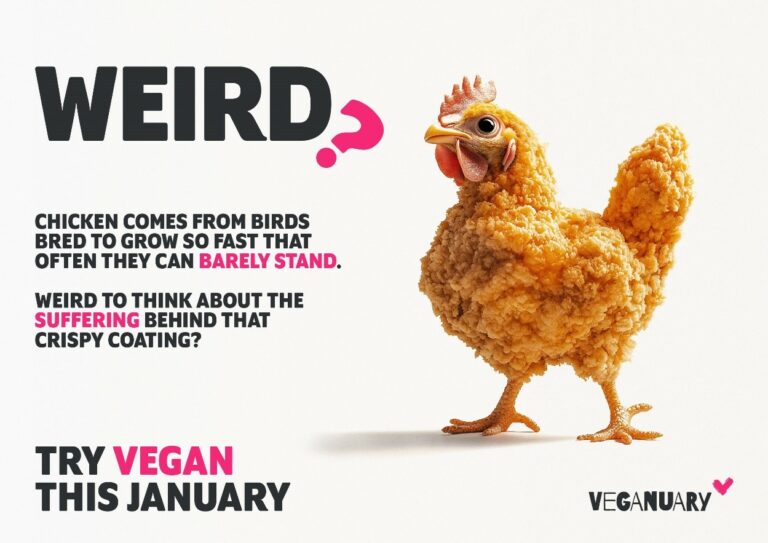 What’s weird about our food system?