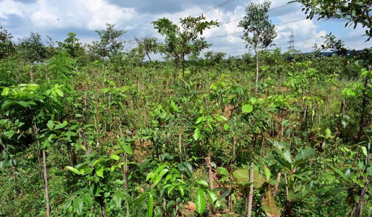 Puravankara pledges to plant 1 million trees as part of 1t.org movement