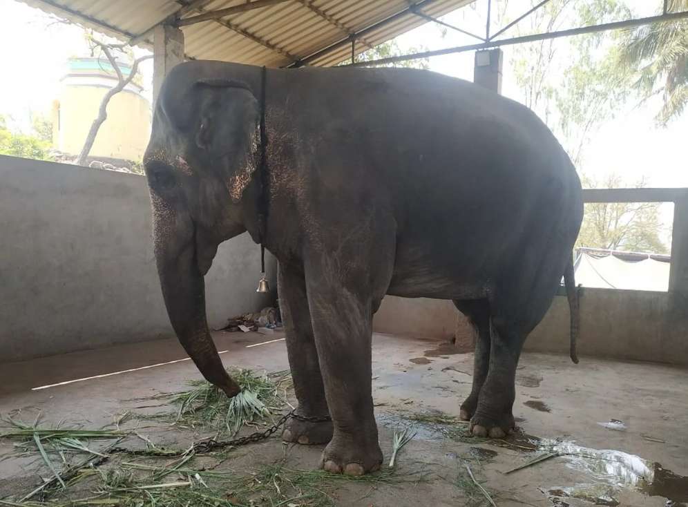 Vantara Proposes a Humane Solution for Elephant Mahadevi