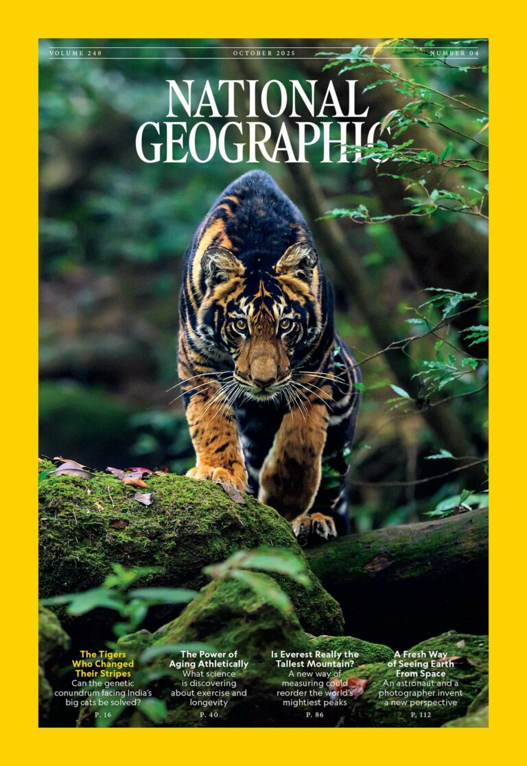 India’s Rare Black Tiger Features on National Geographic Magazine Cover