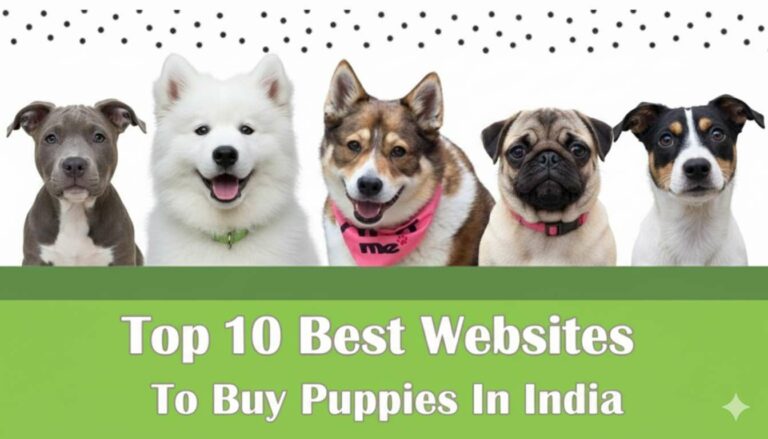Top 10 Best Websites to Buy Puppies in India