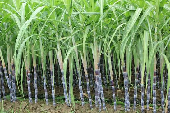 Yogi government’s major gift to sugarcane farmers: ₹30 per quintal price hike announced