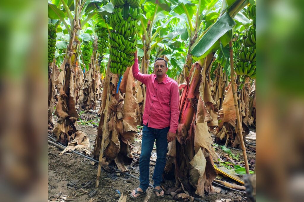 Maharashtra Farmer Dheeraj Jagtap Earns ₹40 Lakh from 4-Acre Banana Farm, Highlighting a Shift Towards Export-Driven Agriculture