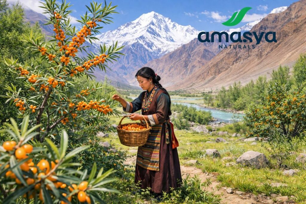 Himalayan Superfruit Sea Buckthorn Gains Popularity in India as Amasya Naturals Pvt Ltd Introduces Premium Daily Wellness Solutions