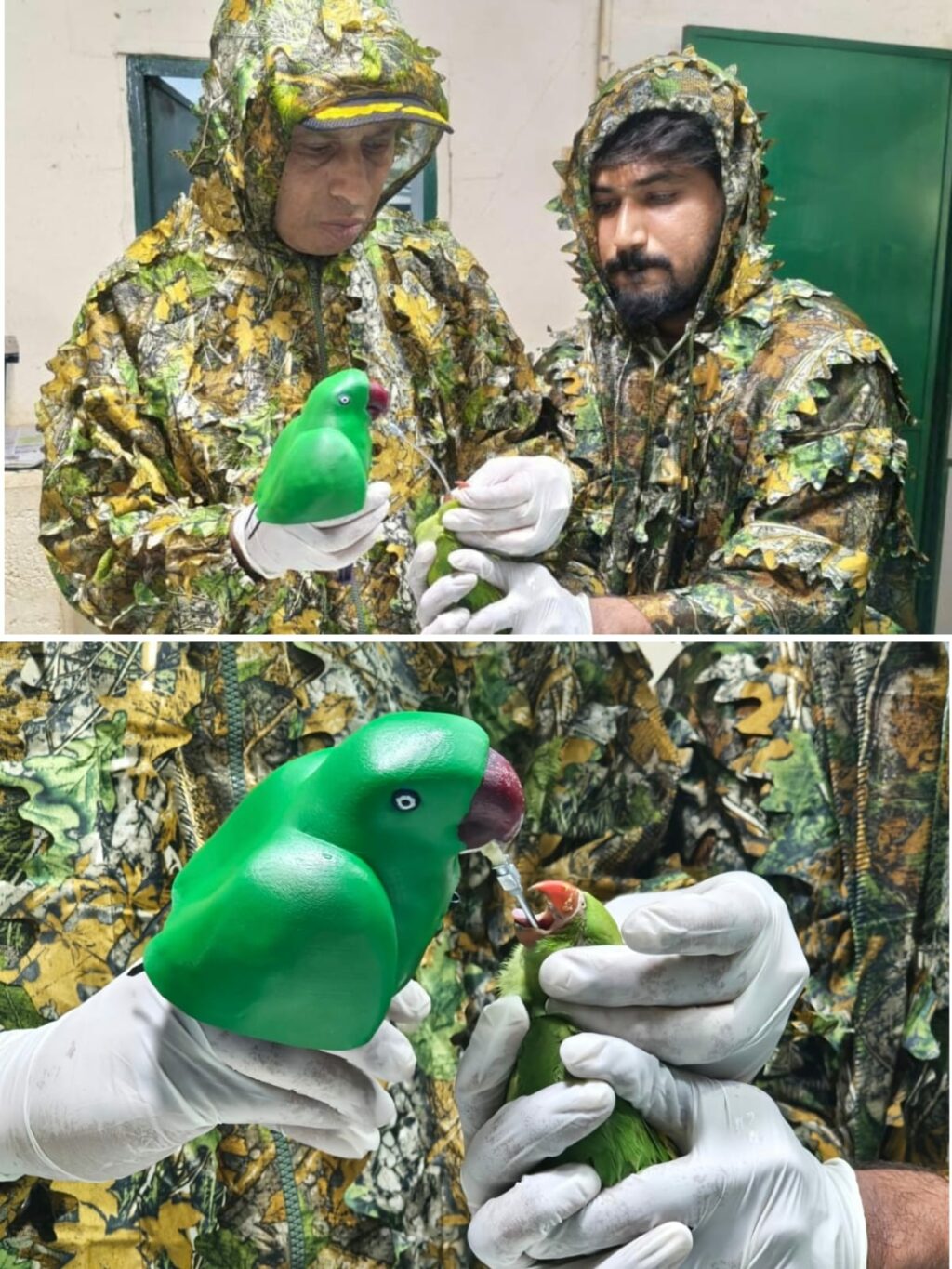 Gopalan Foundation Students Create ‘Mother Parakeet’ Feeding Model to Save 46 Orphaned Chicks