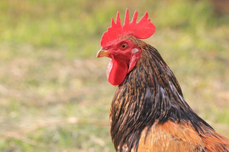 Indian food companies taking significant steps to end animal cruelty