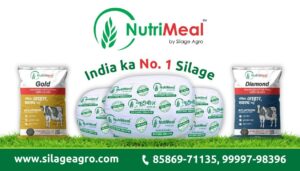 Silage Agro Private Limited and NutriMeal Transform Cattle Nutrition in India with a Scalable Farm to Feed Vision