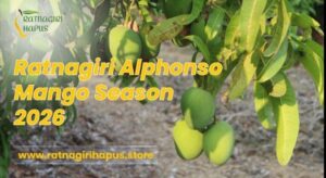 Ratnagiri Hapus Store Expands Direct Farm Deliveries Ahead of Alphonso Mango Season 2026