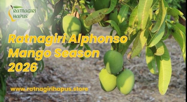 Ratnagiri Hapus Store Expands Direct Farm Deliveries Ahead of Alphonso Mango Season 2026