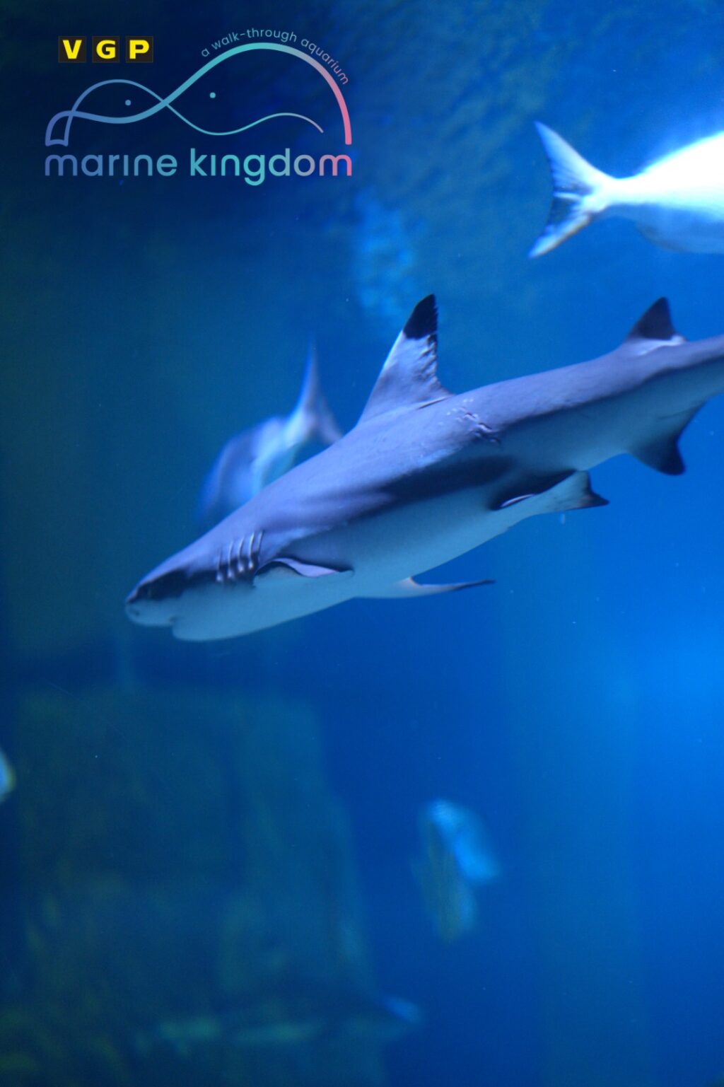 VGP Marine Kingdom Records Rare Bamboo Shark Breeding in India