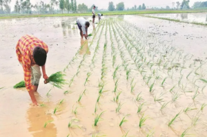 Modern Farming Needs Modern Protection: A Farmer Speaks