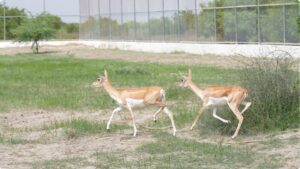 20 Blackbucks Rewilded in Banni Grassland on India’s 80th Independence Day, Advancing Native Wildlife Restoration