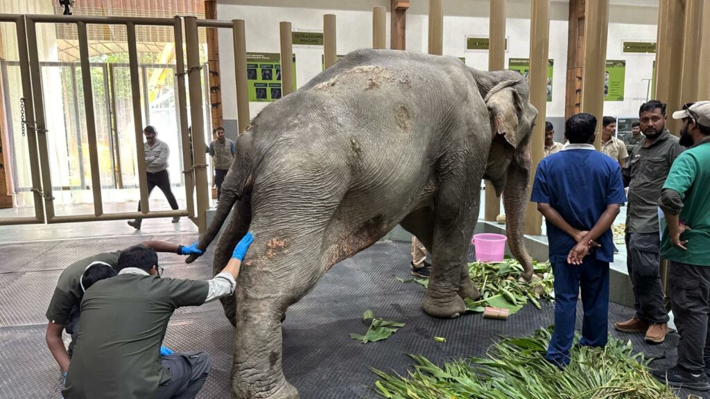 *Joymoti Arrives at Vantara for Urgent Medical Care Following Flood Rescue*