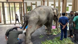 *Joymoti Arrives at Vantara for Urgent Medical Care Following Flood Rescue*