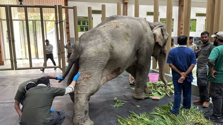 *Joymoti Arrives at Vantara for Urgent Medical Care Following Flood Rescue*