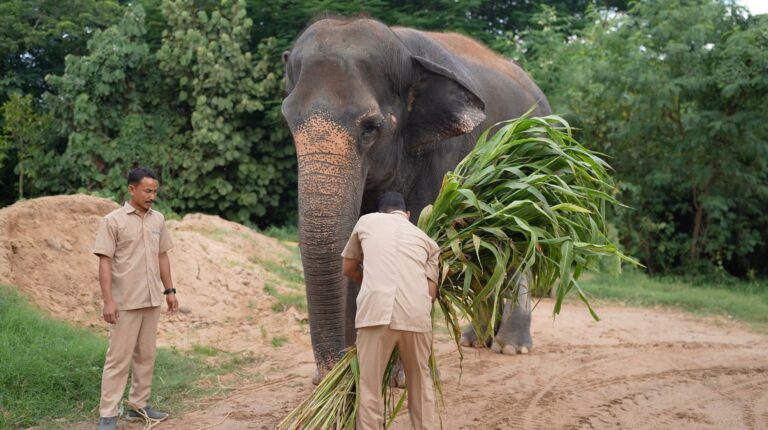 Madhuri the Elephant Completes Treatment at Vantara, Returns Home to Maharashtra After Over a Year of Specialised Care & Healing