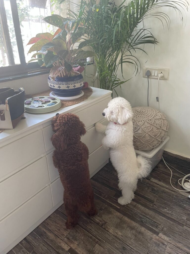 More Than Cute: Mindful Pet Parenting Takes Centre Stage